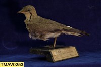 藏品(燕鴴)的圖片